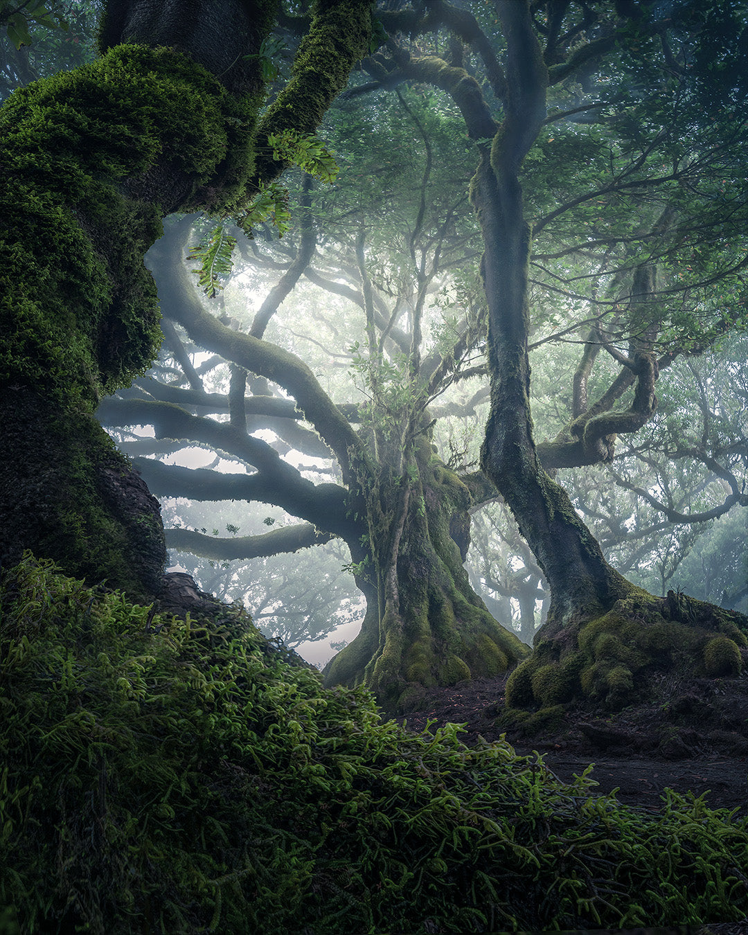 Photograph Madeira at Their Best