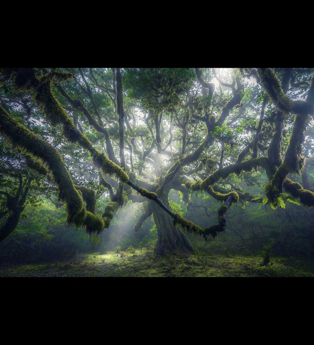 Madeira Fanal Forest tour gallery