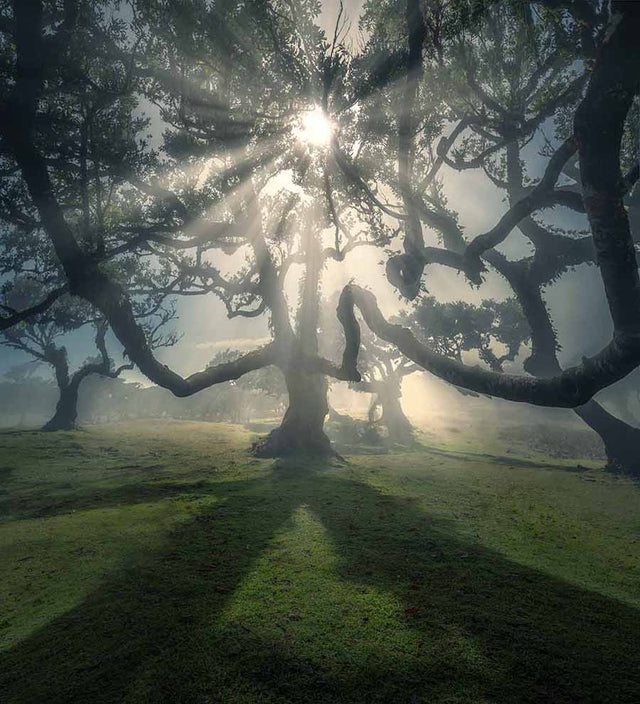 Madeira Fanal Forest tour gallery