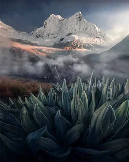 A dramatic mountain landscape in Peru with a snow-capped peak rising behind low mist in the valley, a waterfall can be seen through the mist, and large green leaves of a plant in the foreground.