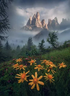 A scenic landscape in the Dolomites of jagged mountain peaks rising above a misty evergreen forest, with large bright yellow wildflowers in the foreground, pink wildflowers grow around the yellow flowers.