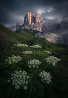 The towering rocky mountain peaks of Passo Gardena under a dark, moody sky, with green hillsides and clusters of white wildflowers in the foreground.