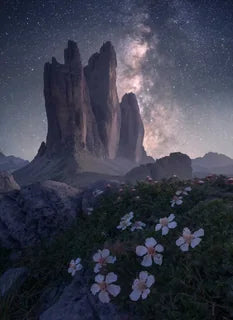 The three peaks of Drei Zinnen under a starry sky with the Milky Way galaxy extending across the peaks. In the foreground are large white flowers covering the rocky formations beneath the peaks.