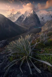Siula Grande in Peru featuring snow-capped peaks, a glacier lake with a winding stream through the valley, a foreground alpine plant in sharp focus under a pink and orange sunset sky.