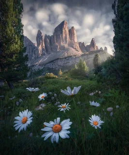 A mountain landscape in the Dolomites with large rocky peaks catching light-rays and framed by evergreen trees, large white flowers in the foreground.