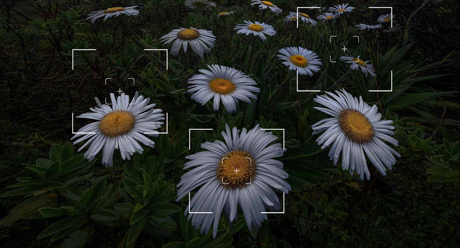 Focus Stacking in Landscape Photography