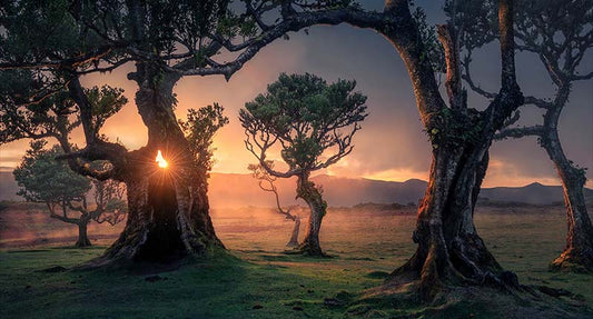 Ultimate Photography Guide Fanal Forest