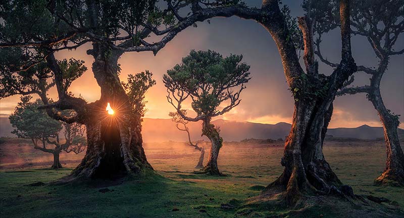 Ultimate Photography Guide Fanal Forest