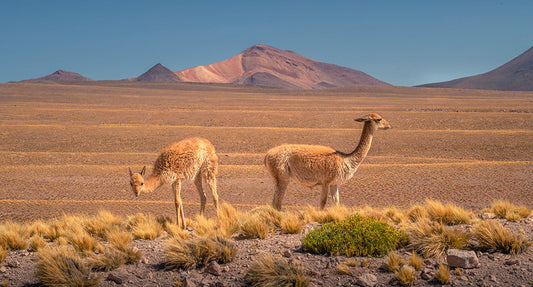 Ultimate Travel Guide: Atacama Desert 2026
