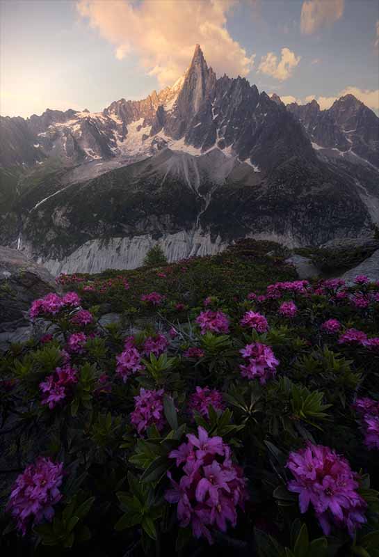 Pink flowers high on a mountain hillside in the French alps under the Aiguille du Dru by Joaquin Marco.