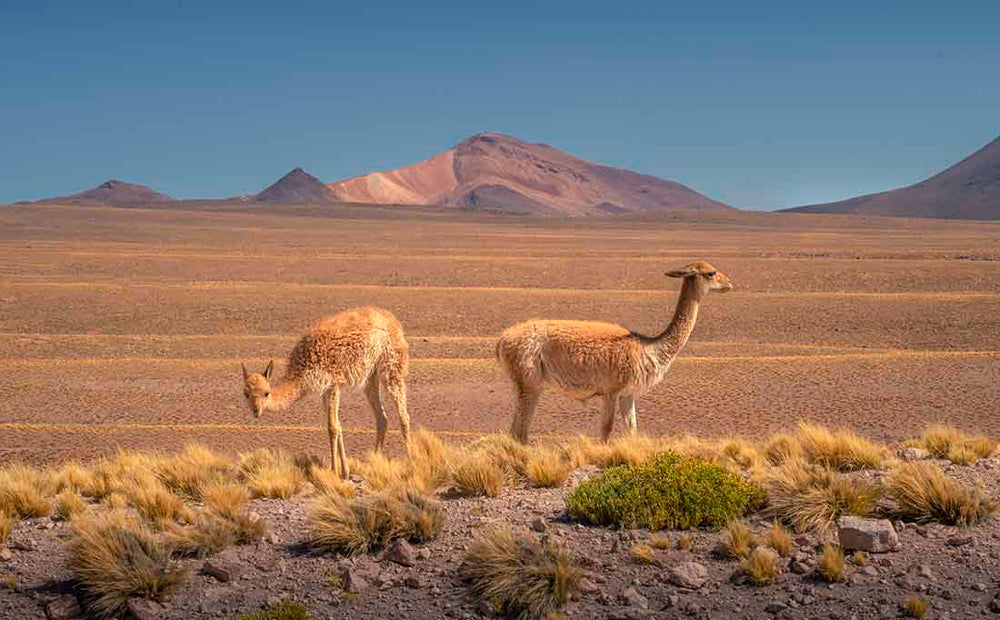 two guanaco stand on a tussock hill in front of rainbow coloured mountains in the Atacama desert.