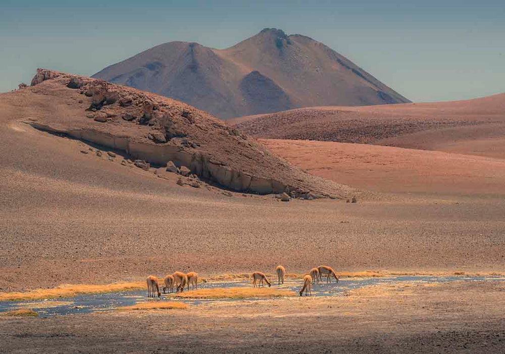 Atacama_Animals_2