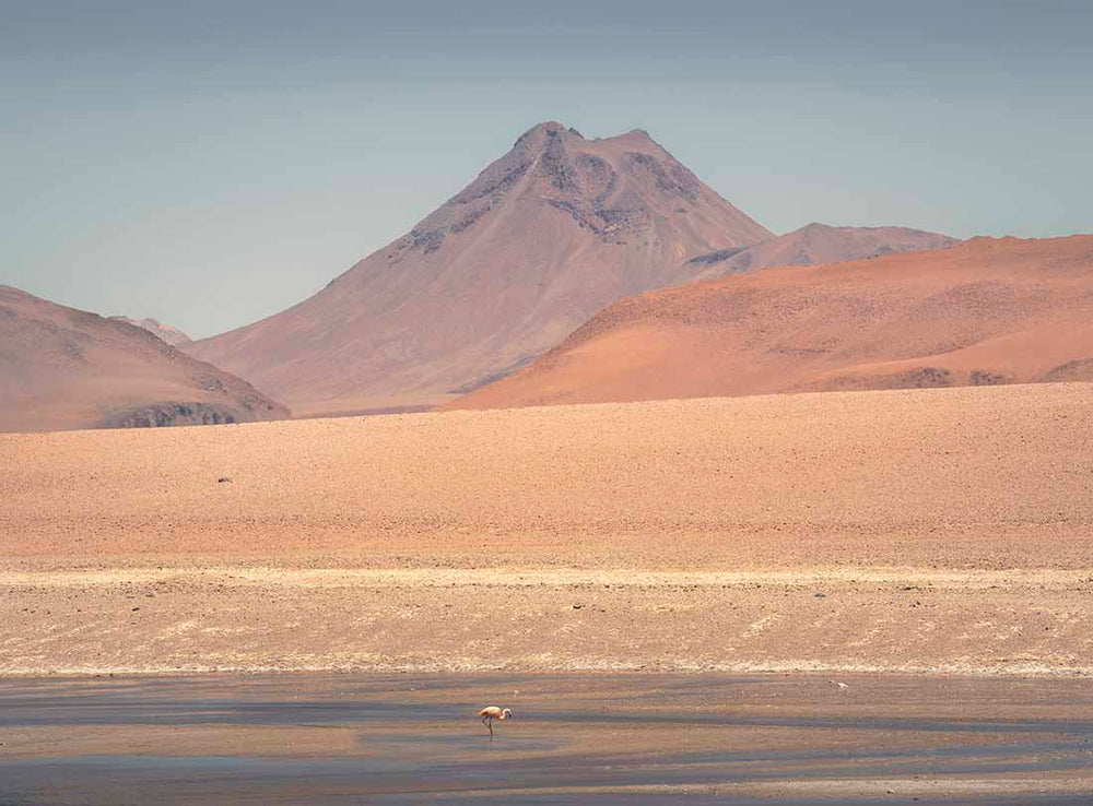 A lone pink flamingo walks in the stream beds in a desert, layers of sand dunes and rocks formations and a volcano are behind it.