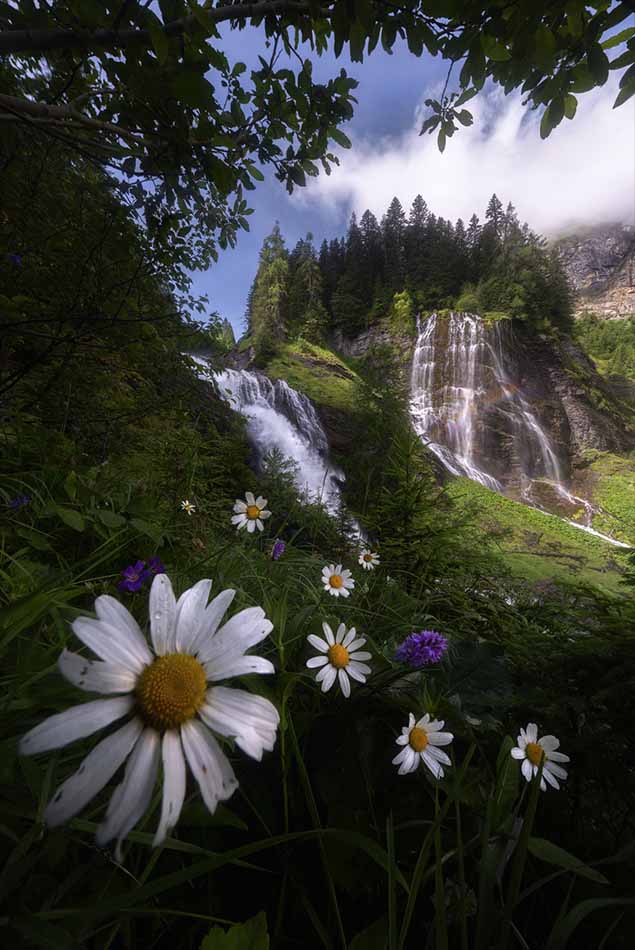 Giant white flowers cover the hillside in cascades de la sauffaz. Waterfalls flow from the hillsides and green trees frame the scene.