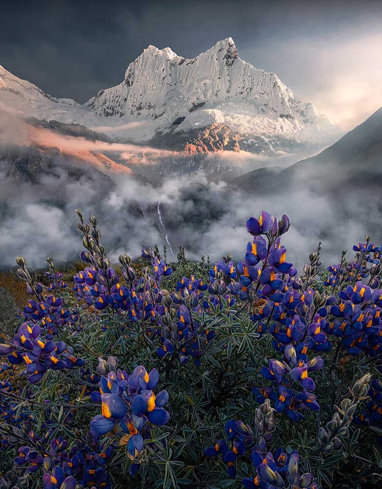Chakrarahu mountain in Peru with purple lupins in the foreground. Mist and clouds covers the midground. The giant snow covered mountain catches the last light. 