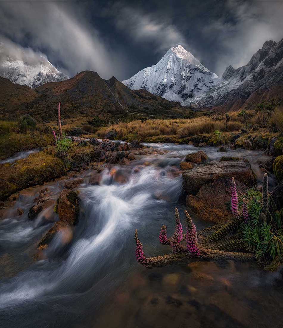 Chopicalqui mountain covered in snow with a stream in the foreground. Purple lupin flowers grow on either side of the stream.