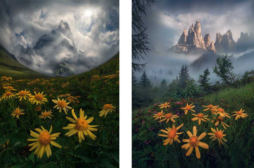 Cimon della Pala yellow summer flowers in the dolomites. The mountains are shrouded in mist and soft morning light.