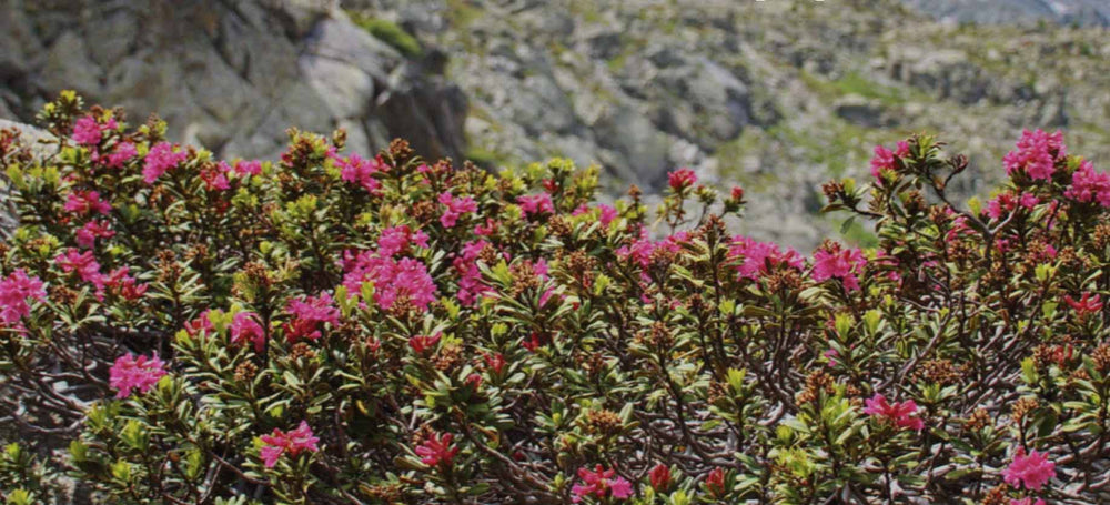 Cyclamen-dolomites