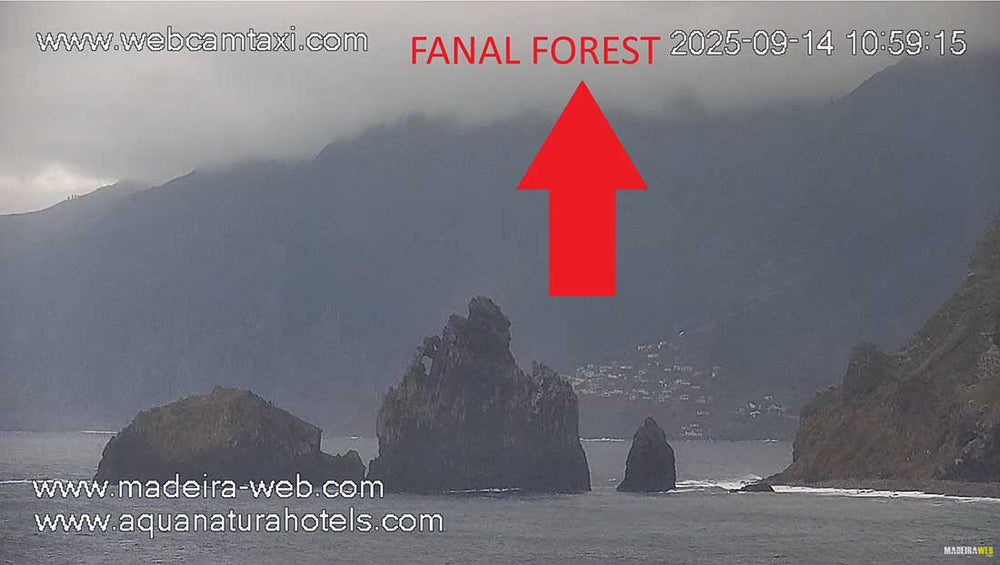 FANL-FOREST-WEBCAM-PORTO-MONIZ