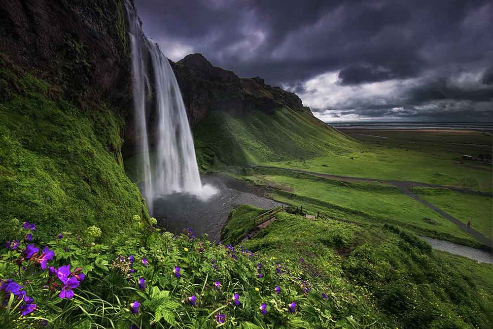 Iceland Seljalandsfoss Waterfall from the south side with pink flowers in the foreground.