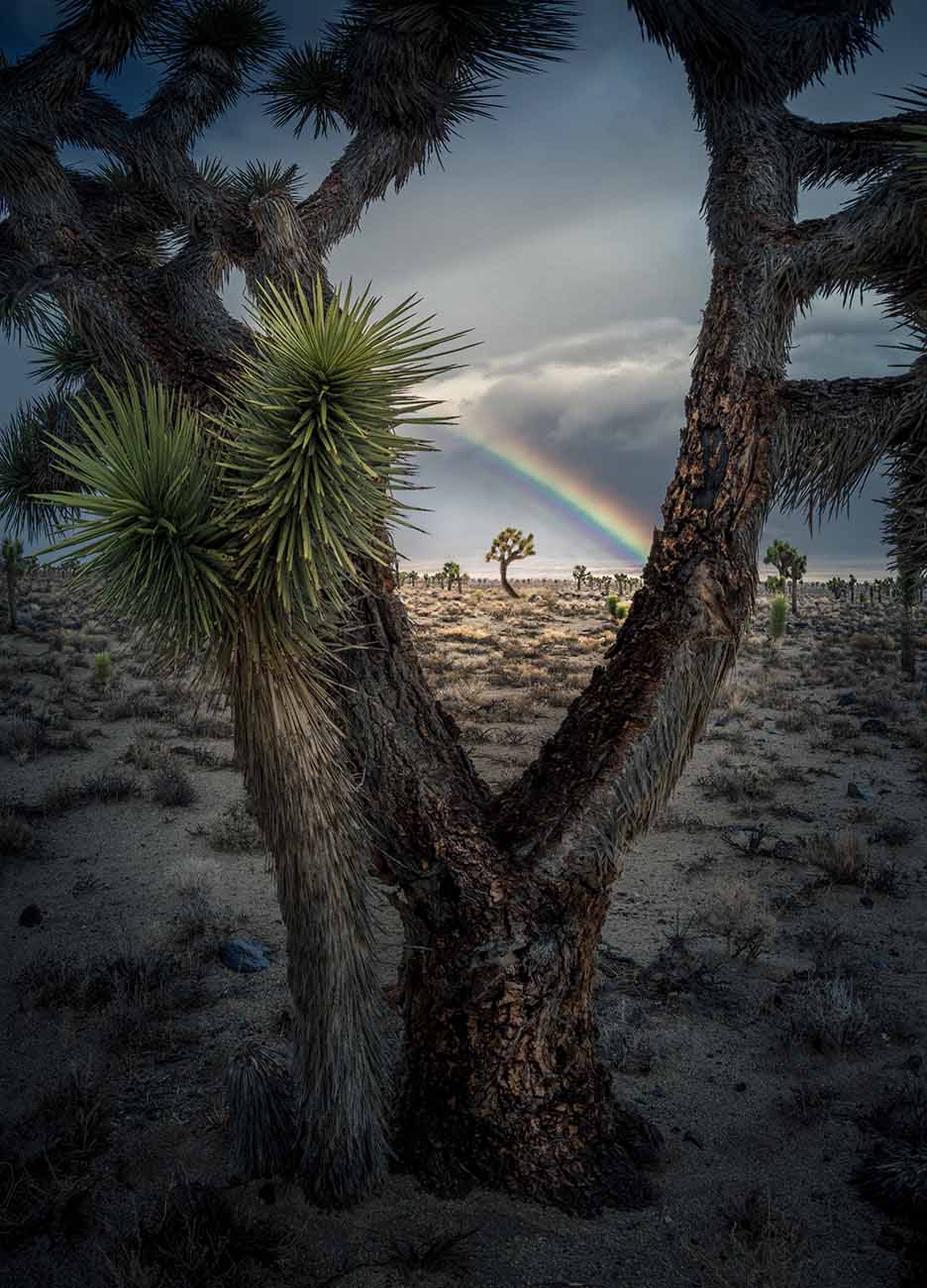 A tree frames another tree with a rainbow in the Joshua Tree National park in the USA, taken by Max Rive.