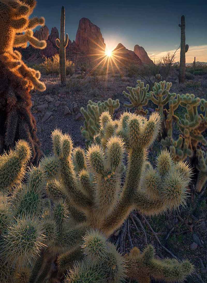 Kofa cacti at sunset with a sunstar between the mountains. Cacti create framing in the desert.