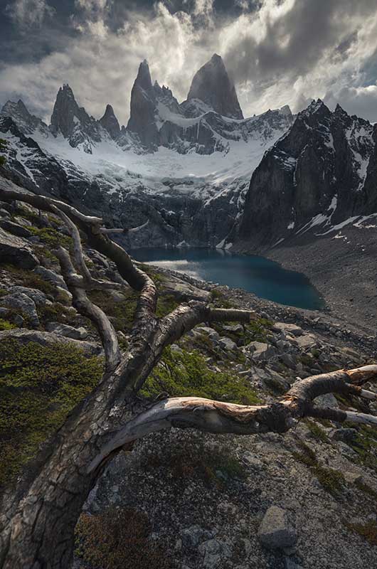 a tree branch leads towards a blue glacier lake at the bottom of monte fitz roy in Patagonia.