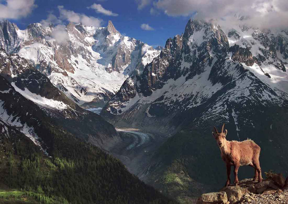 An ibex stands on a rocky cliff overlooking the swiss Alps. in the background a glacier leads towards the mountains.