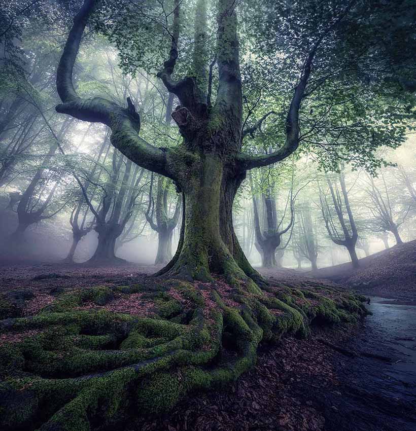 Mossy roots of a large tree in Ozaretta forest with a river nearby. The mist shows the tall forest trees behind.
