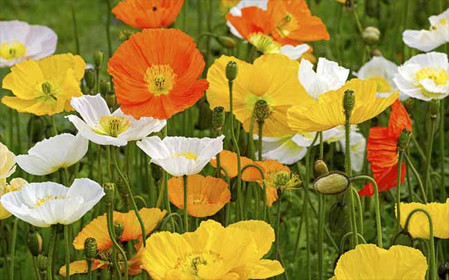 Papaver_Alpinum_dolomites