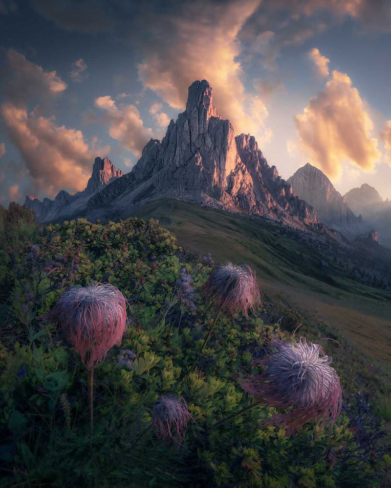 Passo Giau in the Dolomites at sunrise with golden clouds above it and catching soft light on the side of the peaks, a cluster of fluffy seedhead flowers in the foreground on the green hillside.