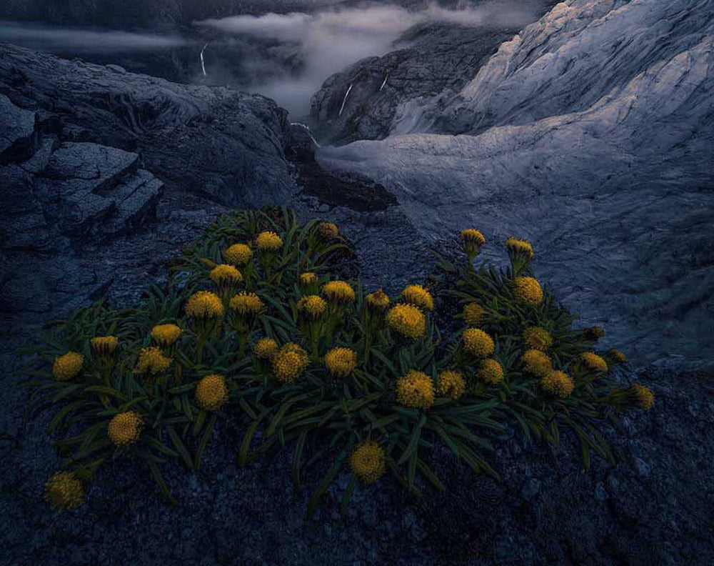 Plantago_rigida-Cordillera-Huayhuash-flower_d56179bb-ccbb-421c-a505-399753550124
