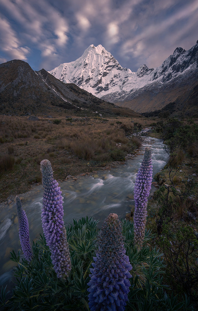Purple lupin flowers grow next to a stream in the valley beneath a giant white mountain in Peru. a waterfall comes from the left. the sky is slightly pink and golden from the sunrise light.