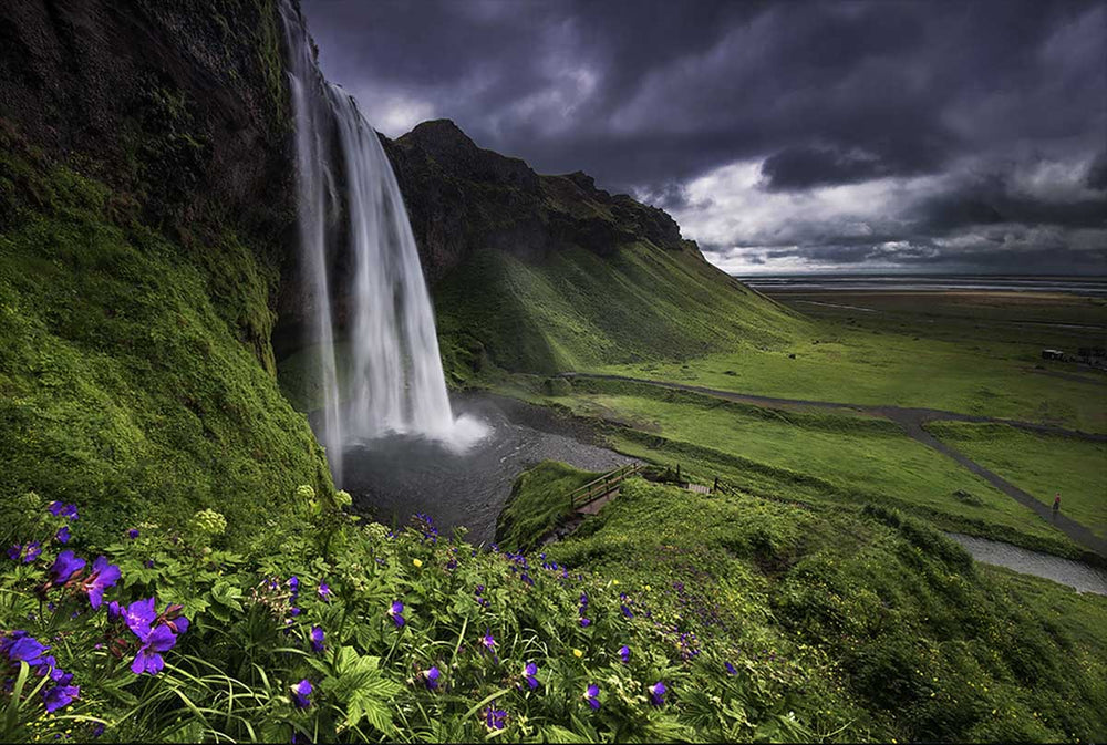 A large waterfall in Seljalandsfoss in summertime. Beside the waterfall, purple flowers cascade down the green hillside into the valley below.