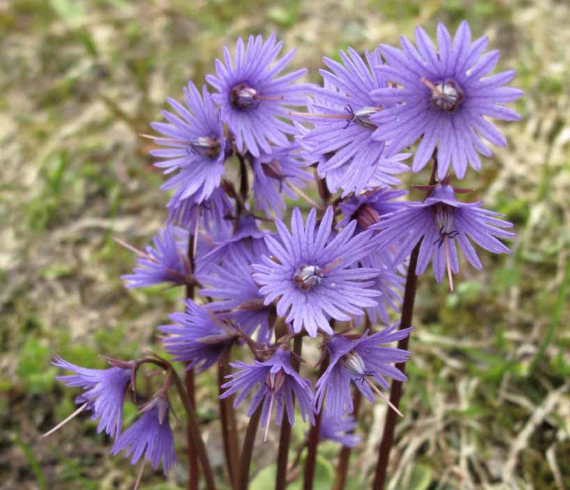 Soldanella_Alpina_seceda