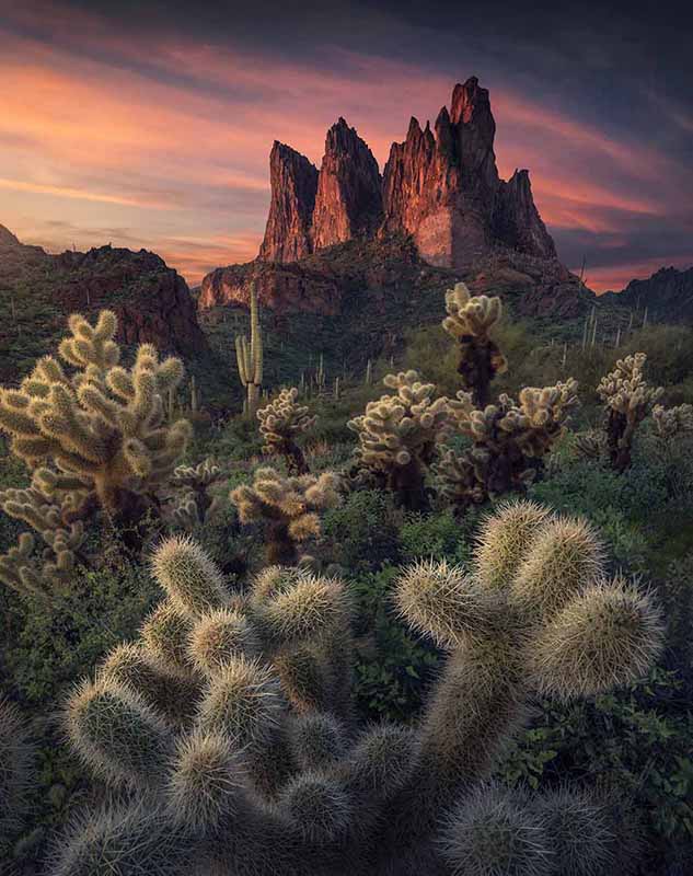 In the USA Superstition Valley the sunset is a firey pink above the sharp mountains. A field of cactus bushes cover the valley below and frame the mountain.