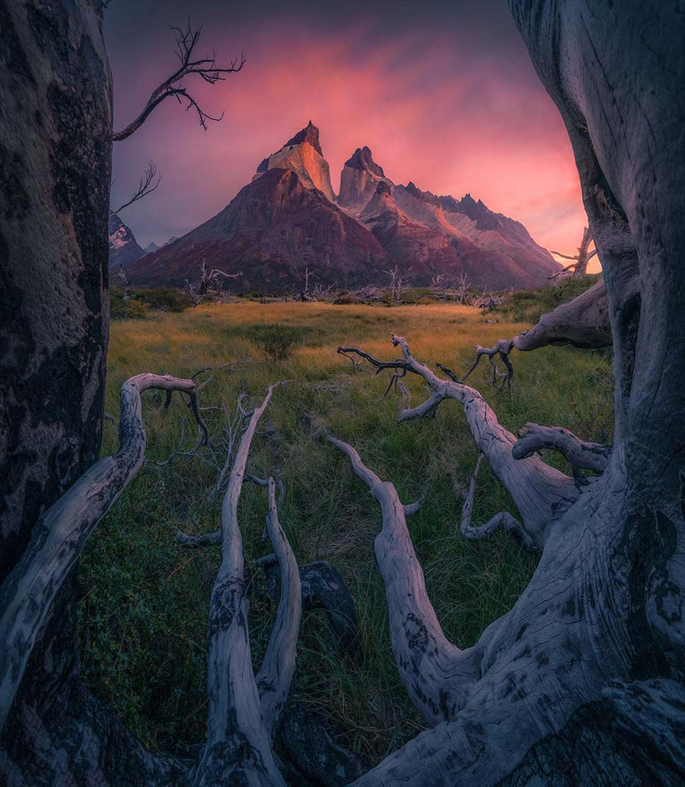 Torres del pain in Patagonia at sunset, framed by large tree trunks in the foreground and a grassy field below. The sky is glowing pink, purple, and orange, while the mountain and foreground elements are cast in cool blue and purple shadows.
