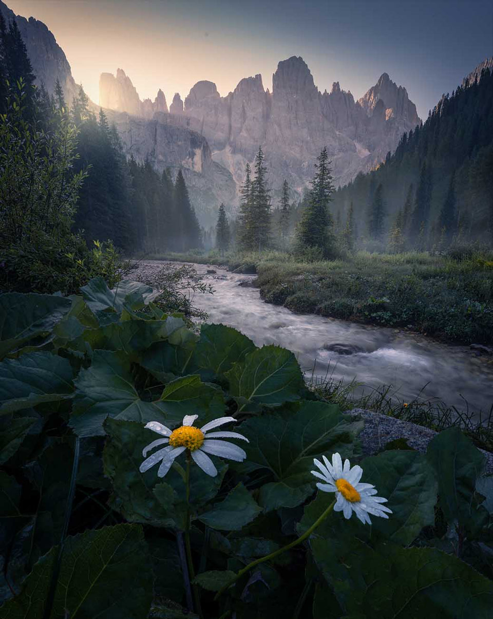 A mountain landscape in the Dolomites in Val Venegia at sunrise with lightrays filtering across the mountain peaks. In the foreground large white flowers grow by a stream which leads into a forested valley.