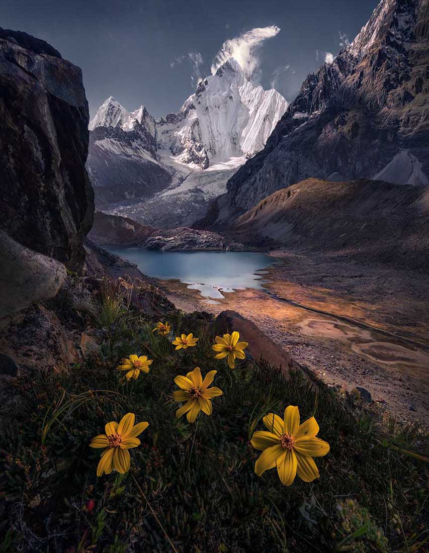 Wedelia-Cordillera-Huayhuash-yellow-flowers_bd11eccf-84cd-474e-bb34-cd15e7bafea6