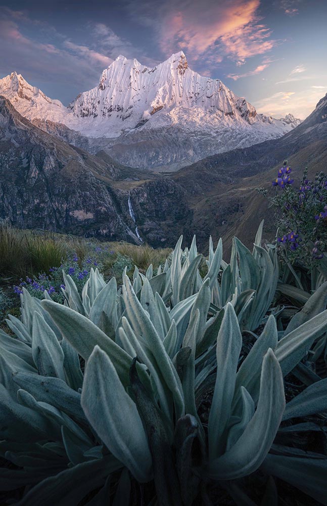 A giant white snowy mountain in the cordillera blanca Peru. Pink sunrise clouds light the sky and reflect pink on the mountain. a waterfall comes down the face of the hill and in the foreground are frost covered green plants.