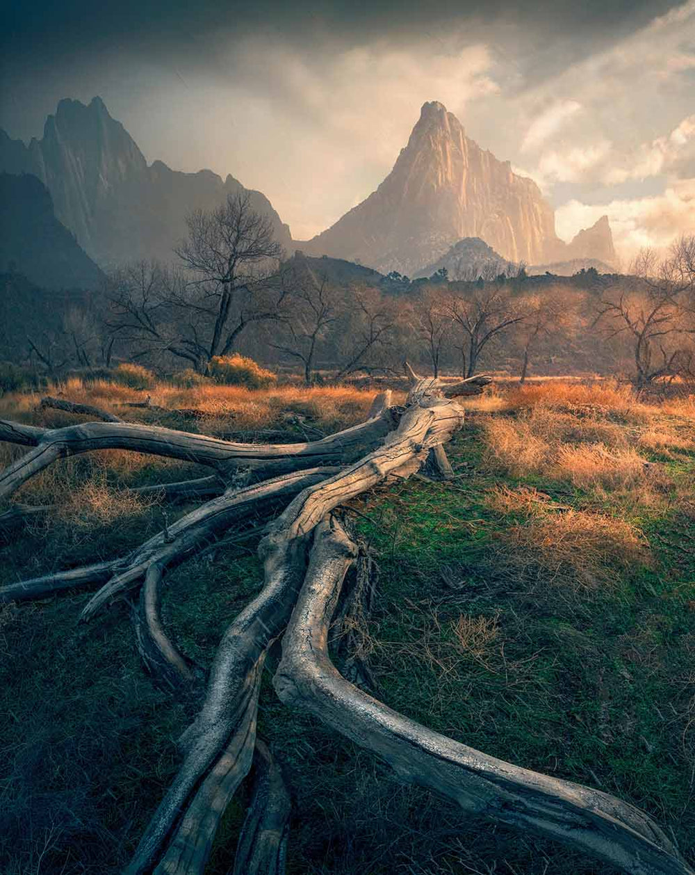 In Zion national park the golden glow of sunset illuminates the orange autumn colours of the forest. A giant rocky mountain is layered in the background and a fallen tree creates a leading line to the peak.