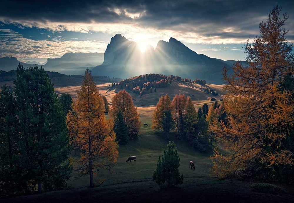 Alpe di siusi in autumn with the sun shining through the middle of the mountain peaks. In the valley below are cows grazing and yellow conifers cover the valley and hillsides.