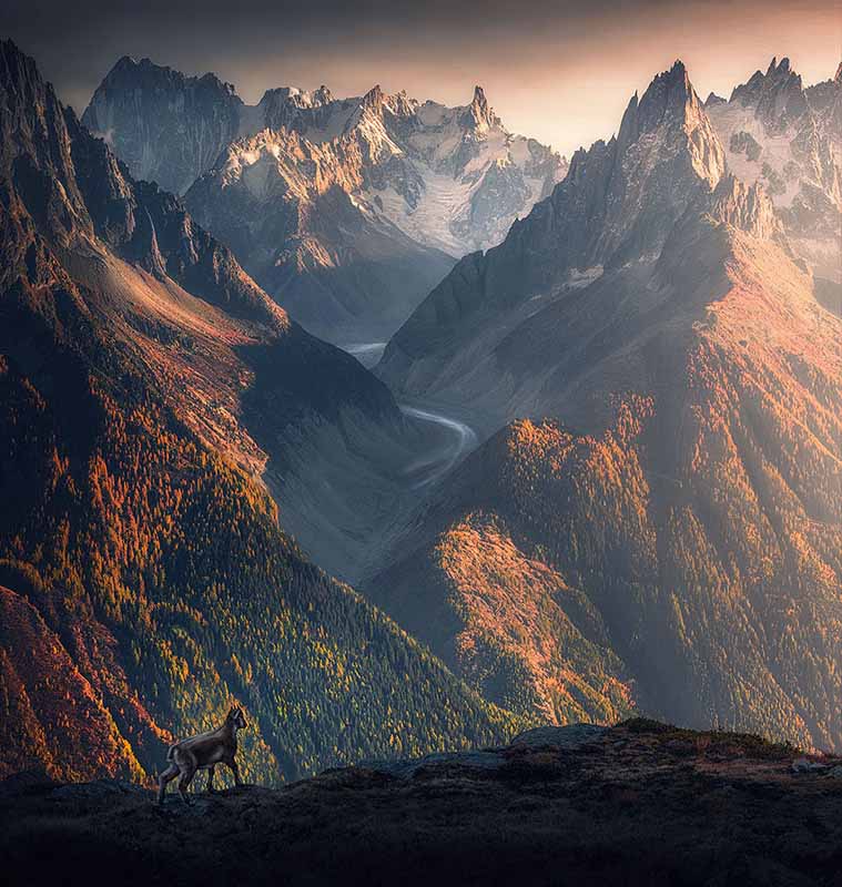 The silhouette of an ibex standing on a rock high in the French alps. Behind are autumn coloured trees lining the valley and a glacier review winds beneath the mountains.