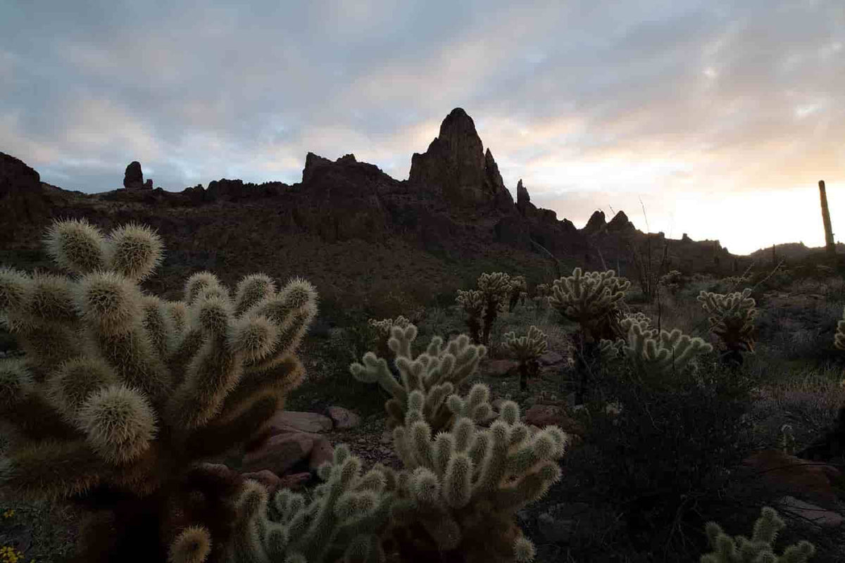 Kofa wildlife reserve with cacti on foreground and vertical mountain - summer and spring presets - raw