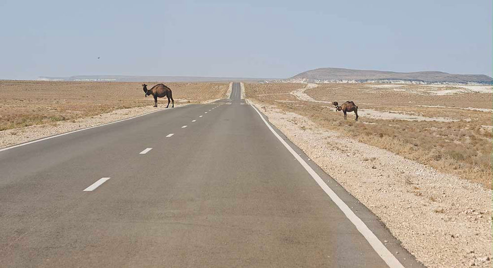 camels crossing the highway in kazakhstan steppe.