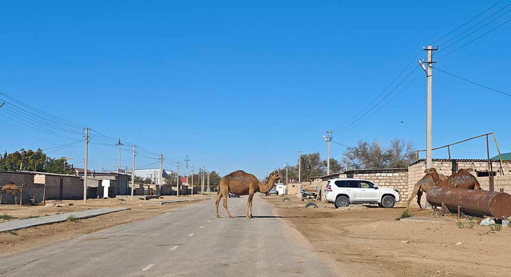 a camel standing on the road nearby a large heard in a remote town in kazakhstan.