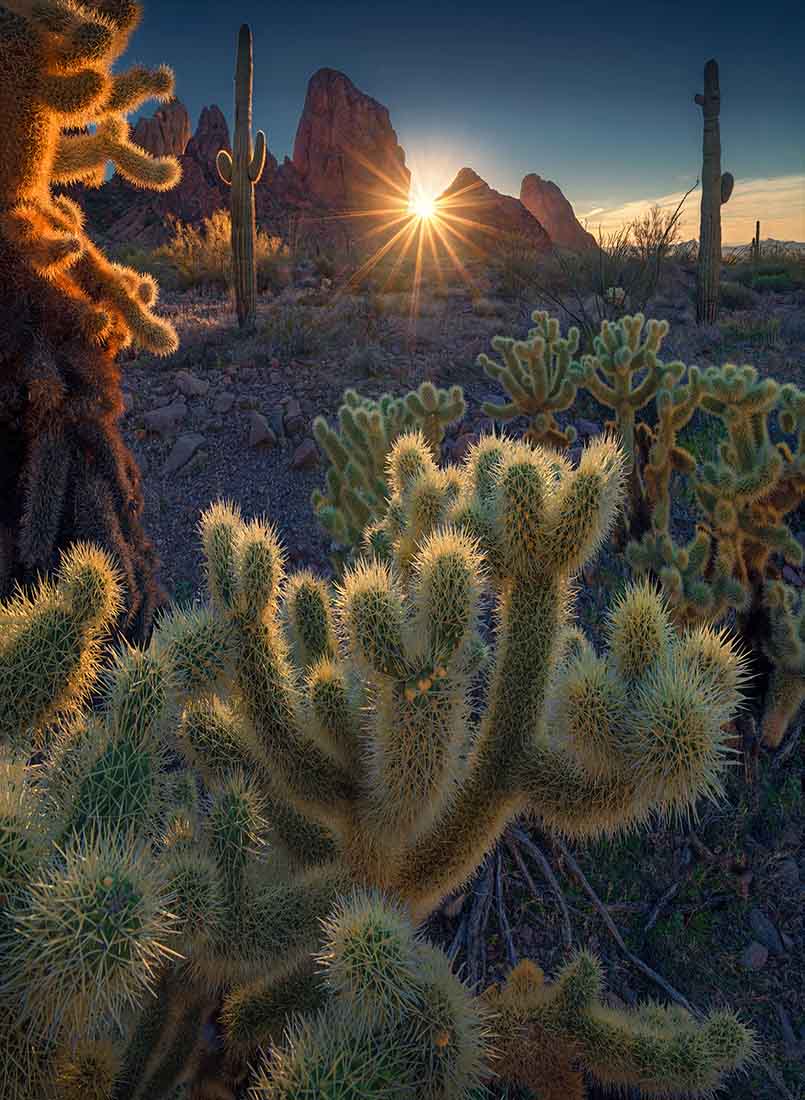Spikey cactuses frame stony mountains during a bright golden sunrise.