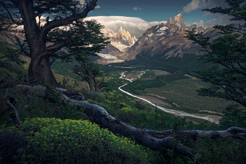 A tree on the left and a fallen trunk balance Cerro Torre above the green river valley in summer.