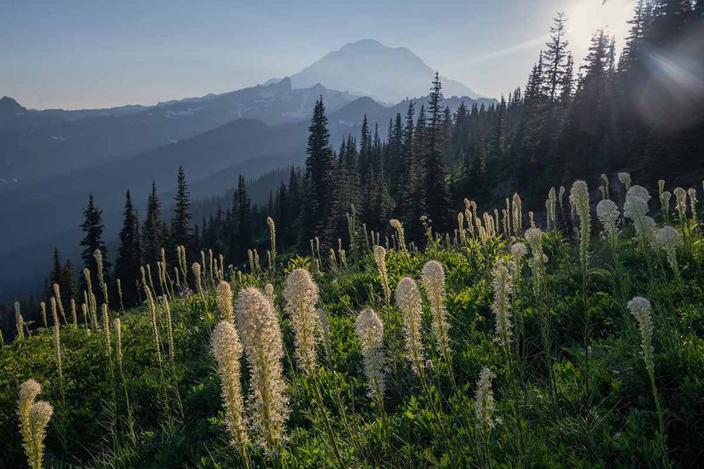 a raw file shows unbalance in a photo where the sun and foreground and forest don't align.