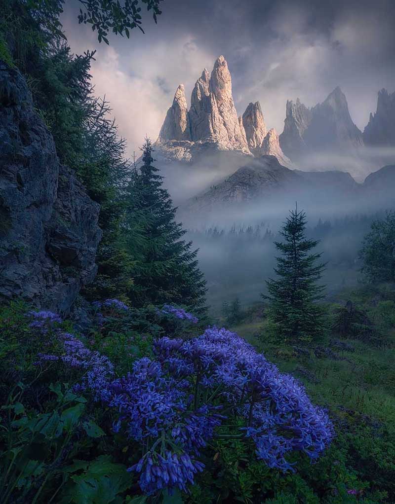 large purple flowers in the dolomites mountains with mist in the forest at sunrise.